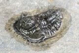 Very Rare Otarionella Trilobite - Jebel Oudriss, Morocco #96826-2